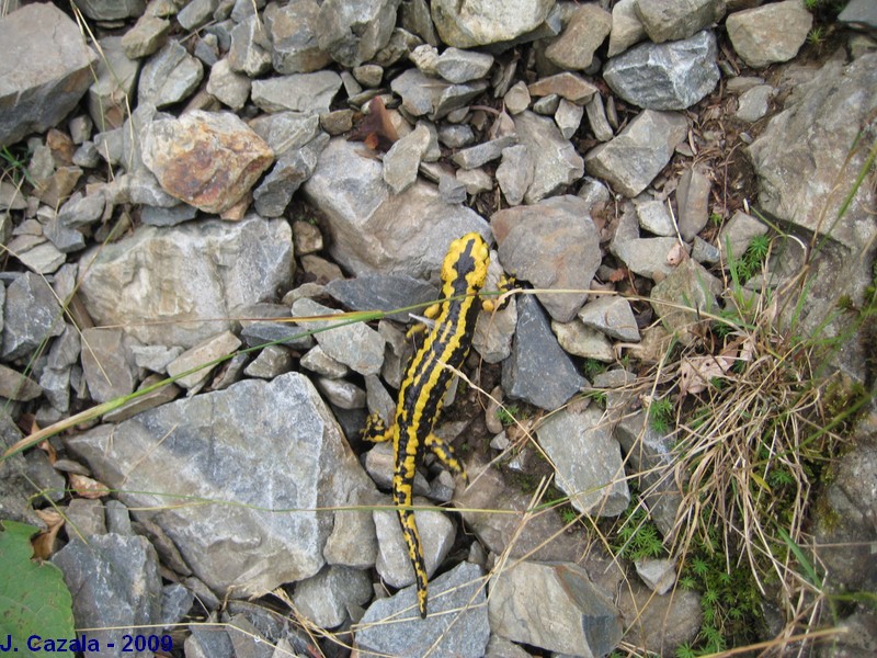 Faune des Pyrénées : Salamandre