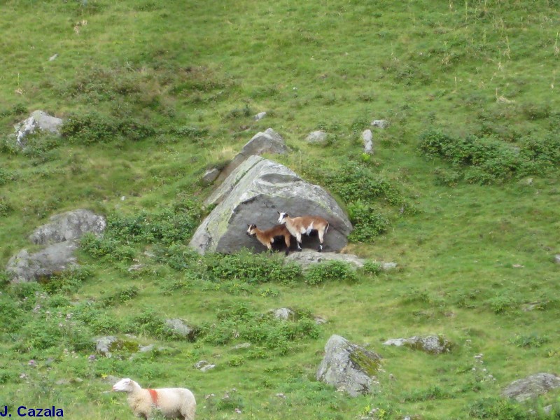 Faune des Pyrénées : Chèvres