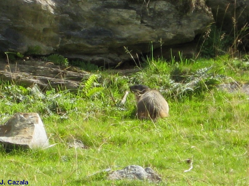 Faune des Pyrénées : Marmotte