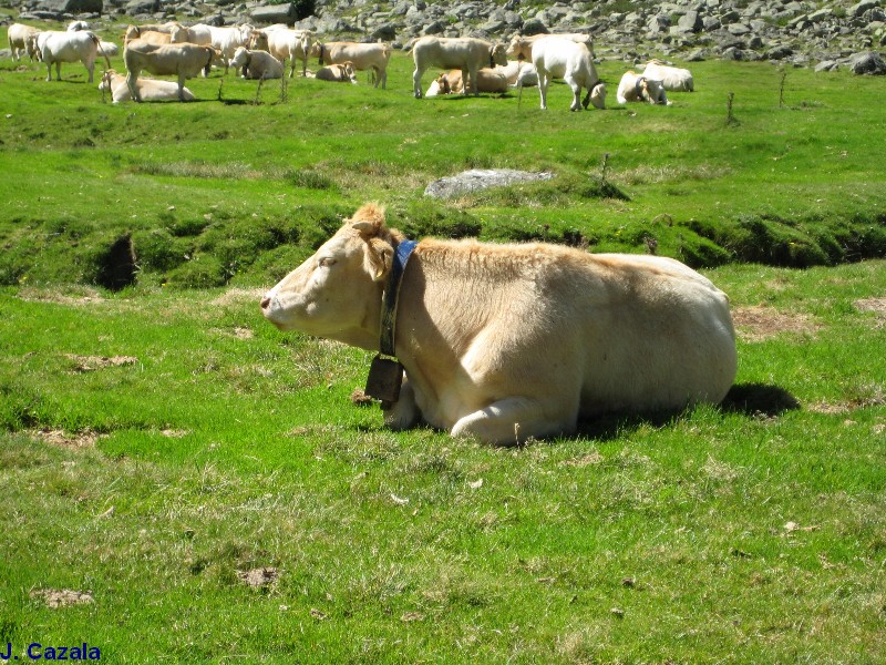 Faune des Pyrénées : Vache