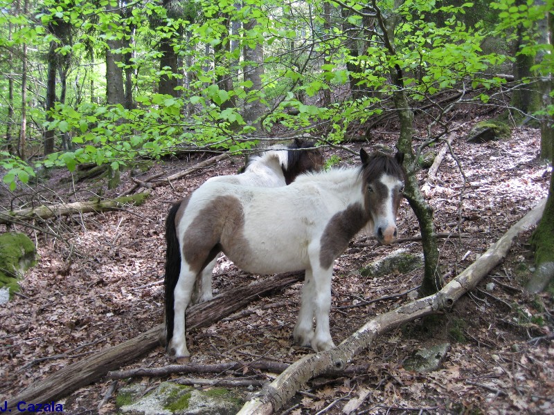 Faune des Pyrénées : Chevaux