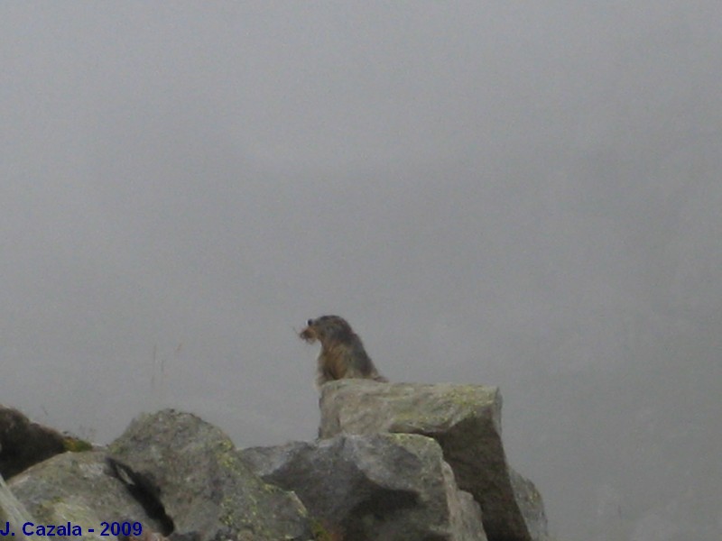 Faune des Pyrénées : Marmotte