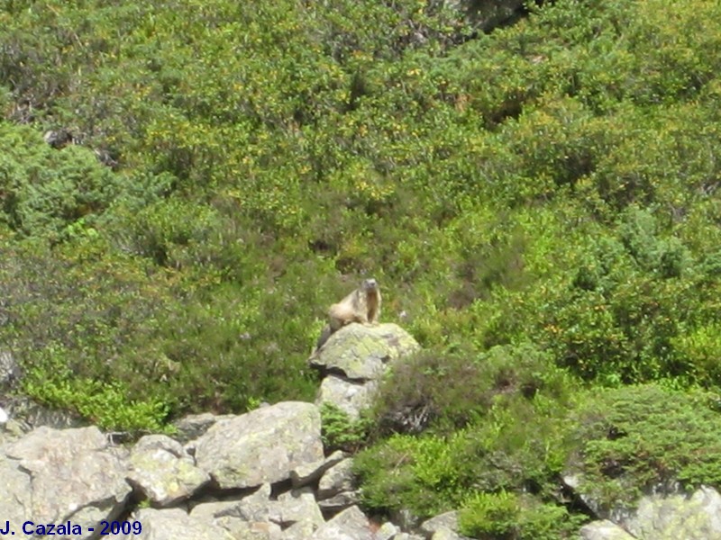 Faune des Pyrénées : Mamotte