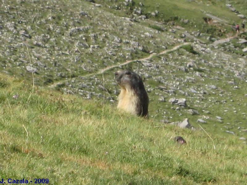 Faune des Pyrénées : Marmotte