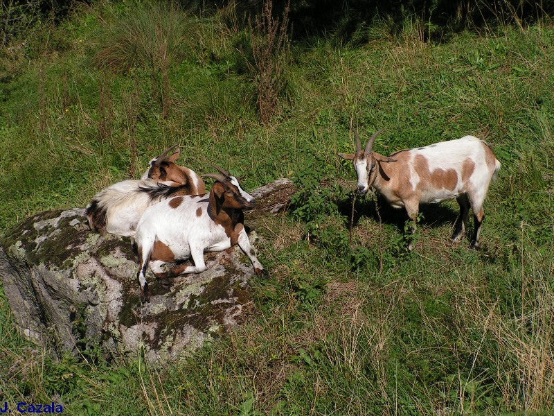Faune des Pyrénées : Chèvres