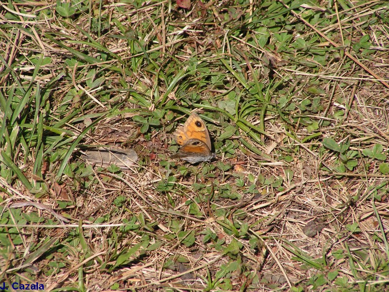 Faune des Pyrénées : Papillon