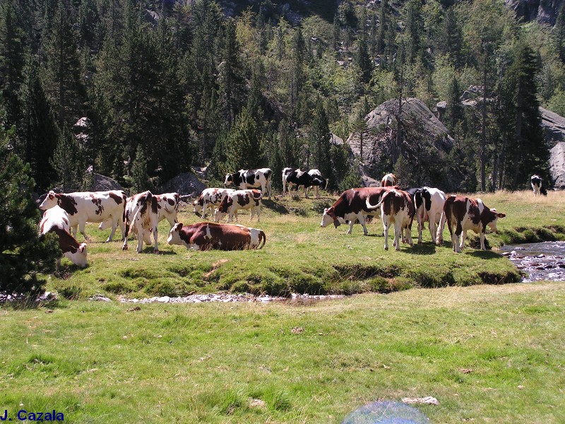 Faune des Pyrénées : Vaches