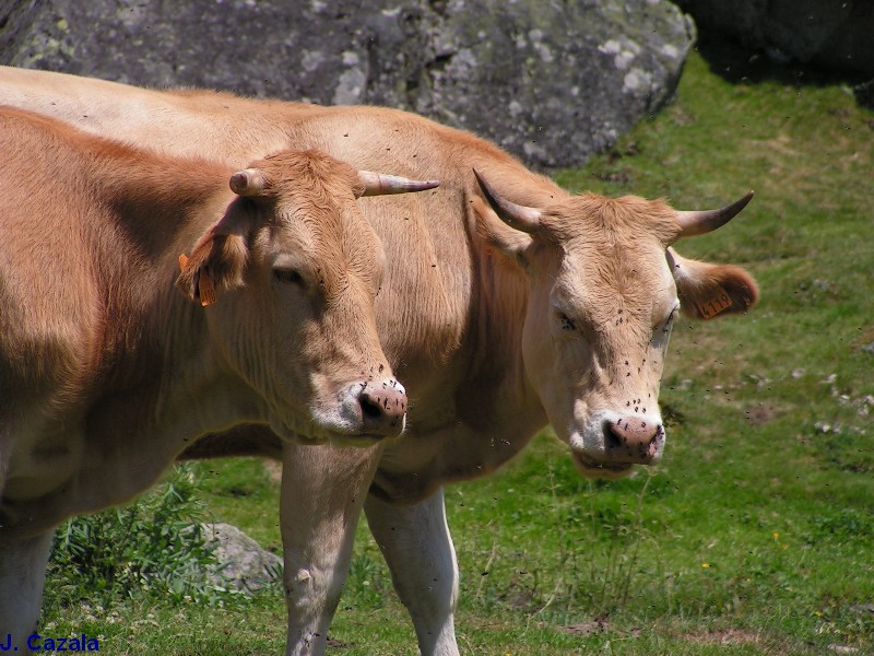 Faune des Pyrénées : Vaches