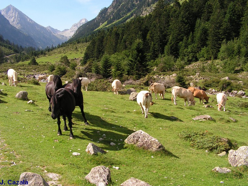 Faune des Pyrénées : Vaches et chevaux