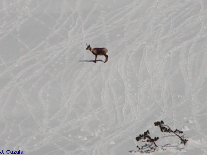 Faune des Pyrénées : Isard