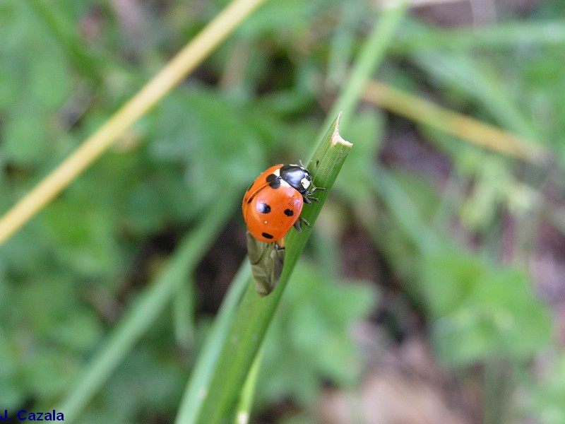 Faune des Pyrénées : Coccinelle