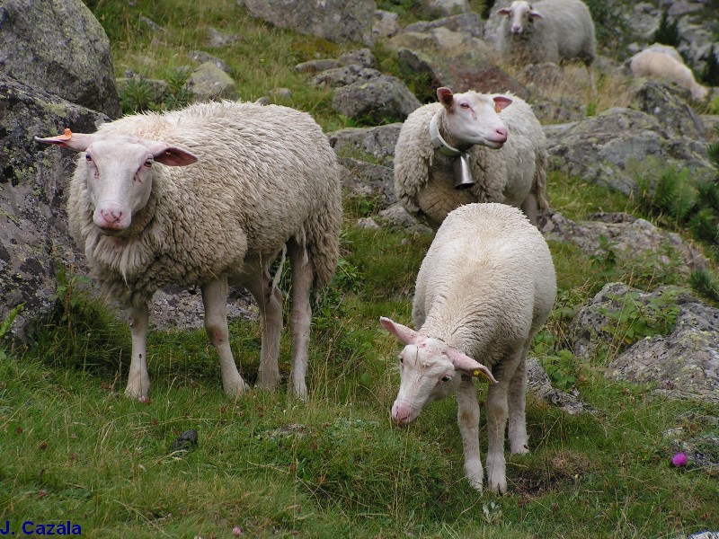 Faune des Pyrénées : Moutons