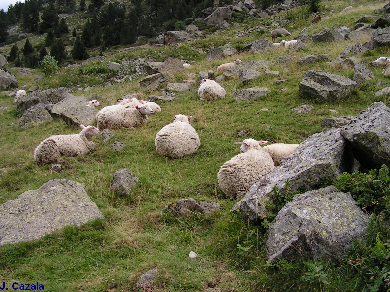 Faune des Pyrénées : Moutons