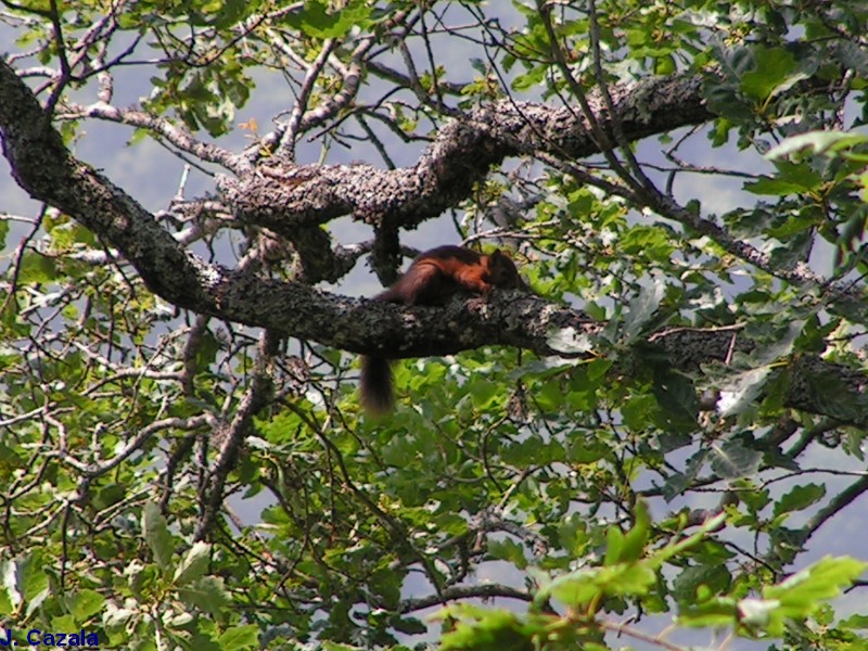 Faune des Pyrénées : Ecureuil