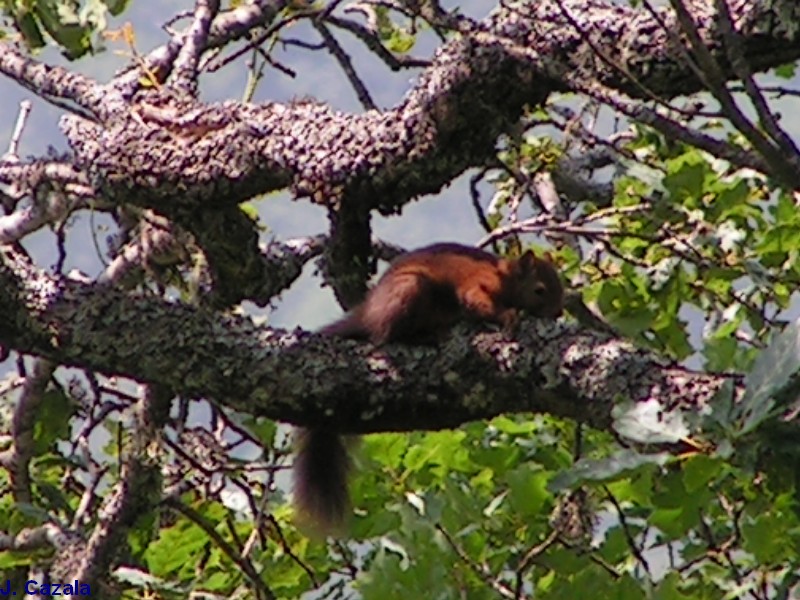 Faune des Pyrénées : Ecureuil