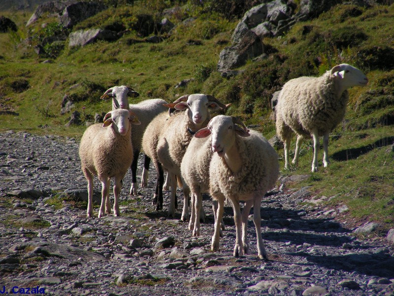 Faune des Pyrénées : Moutons