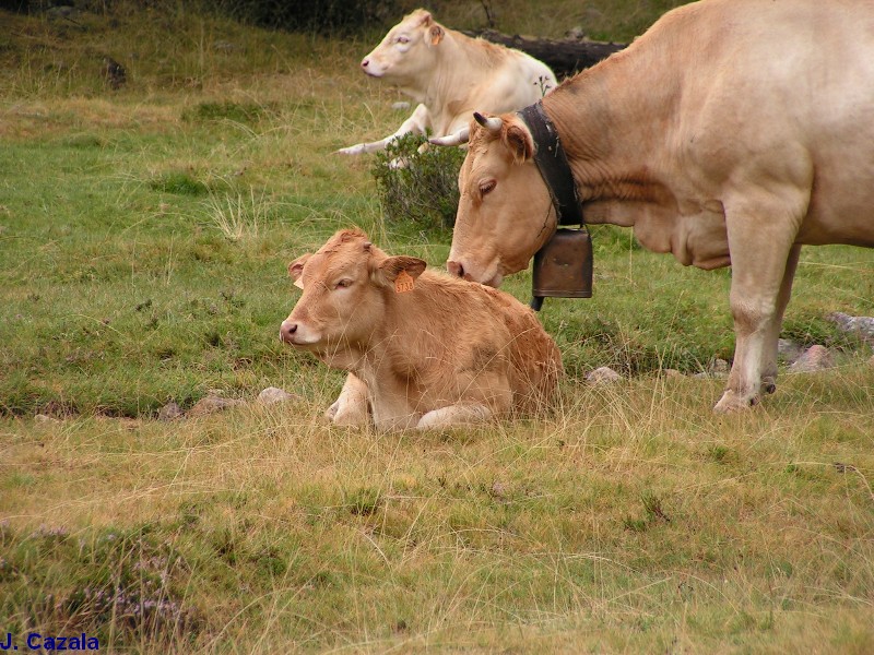 Faune des Pyrénées : Petit veau et sa mère