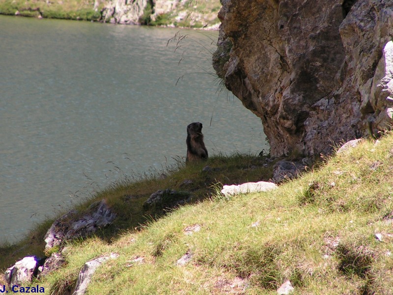 Faune des Pyrénées : Marmotte