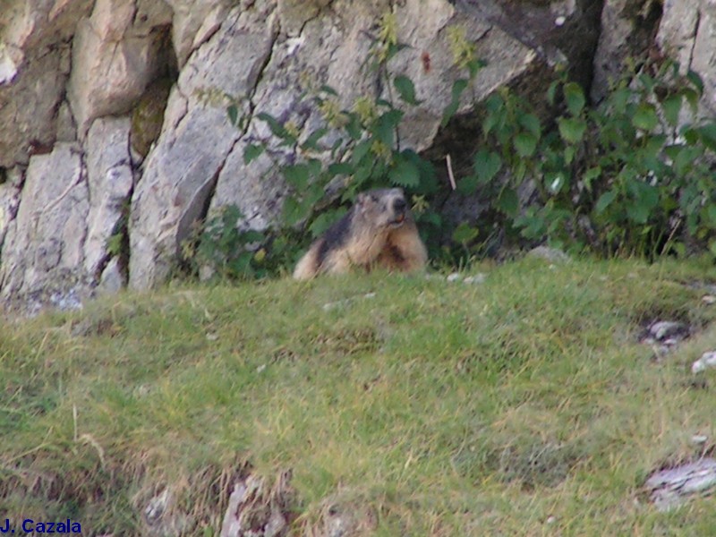 Faune des Pyrénées : Marmotte