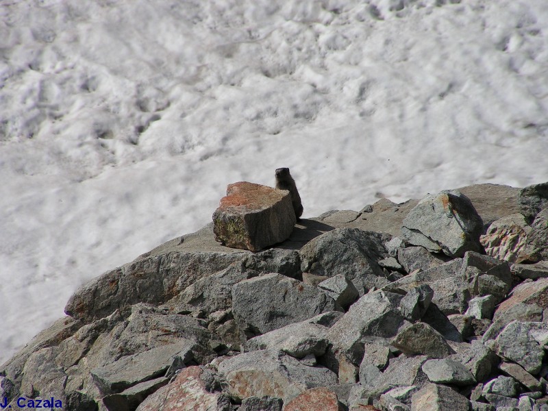 Faune des Pyrénées : Marmotte