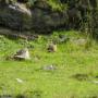 Faune des Pyrénées : Marmotte