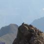 Faune des Pyrénées : Marmotte