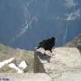 Faune des Pyrénées : Chocard à bec jaune