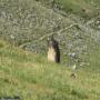 Faune des Pyrénées : Marmotte