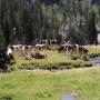 Faune des Pyrénées : Vaches