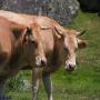 Faune des Pyrénées : Vaches
