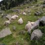 Faune des Pyrénées : Moutons