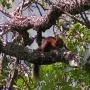 Faune des Pyrénées : Ecureuil