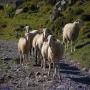 Faune des Pyrénées : Moutons