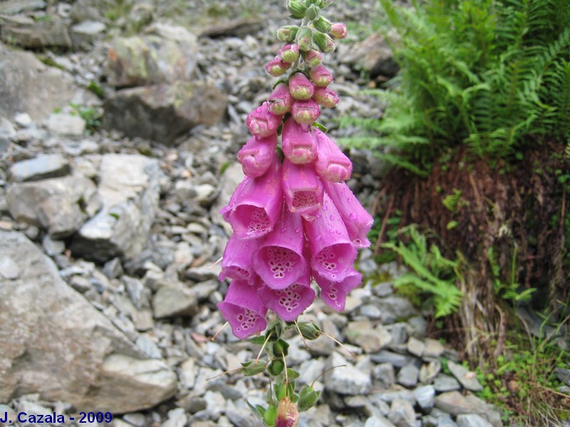 Flore des Pyrénées : Digitale pourpre