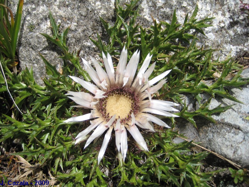 Flore des Pyrénées : Carline artichaut