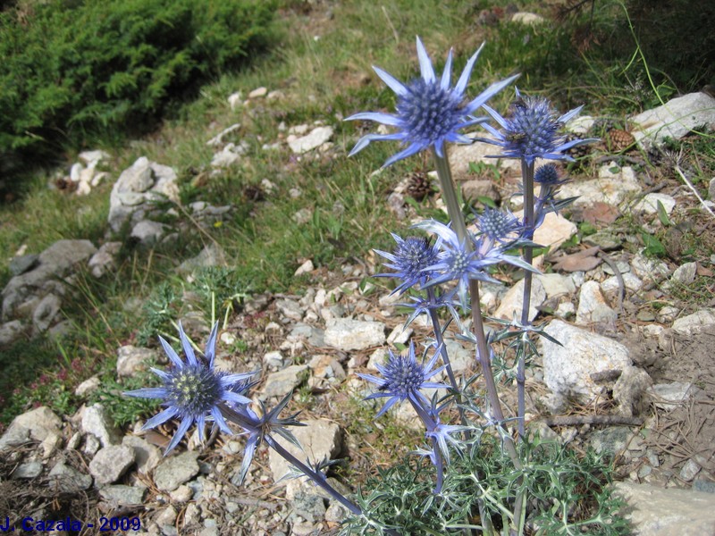 Flore des Pyrénées : Panicaut de Bourgat (Chardon bleu)