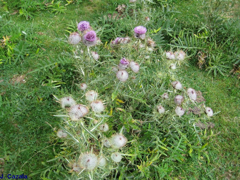 Flore des Pyrénées : 