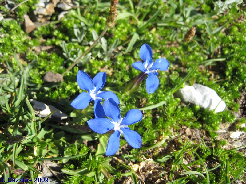 Flore des Pyrénées : Gentiane printanière