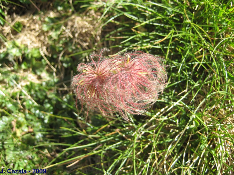 Flore des Pyrénées : 