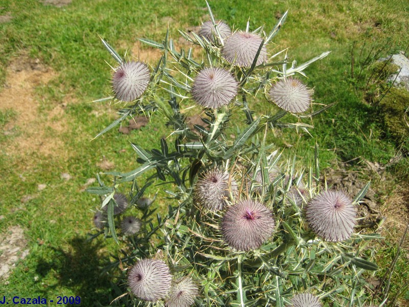 Flore des Pyrénées : 