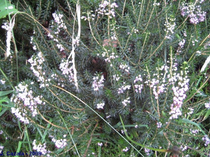 Flore des Pyrénées : 