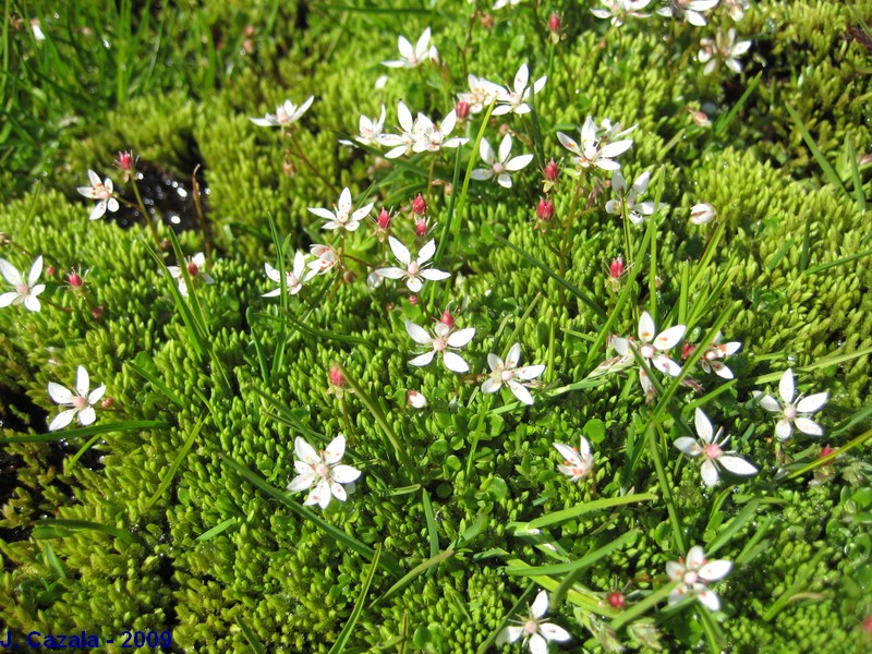 Flore des Pyrénées : 