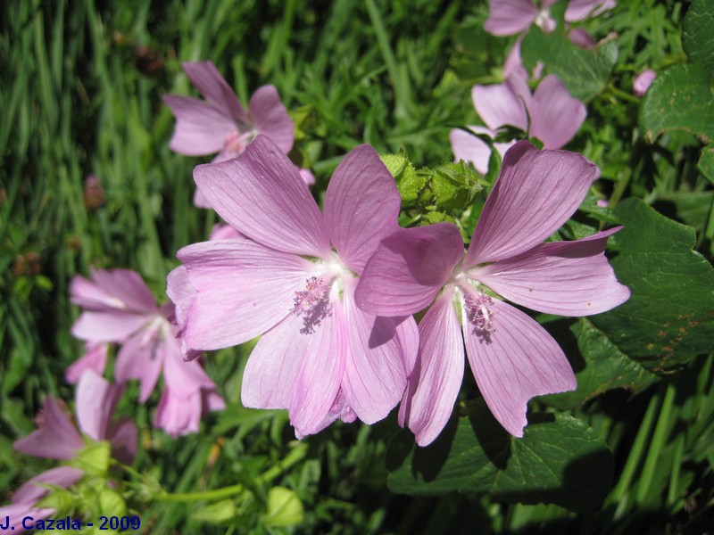 Flore des Pyrénées : Mauve musquée