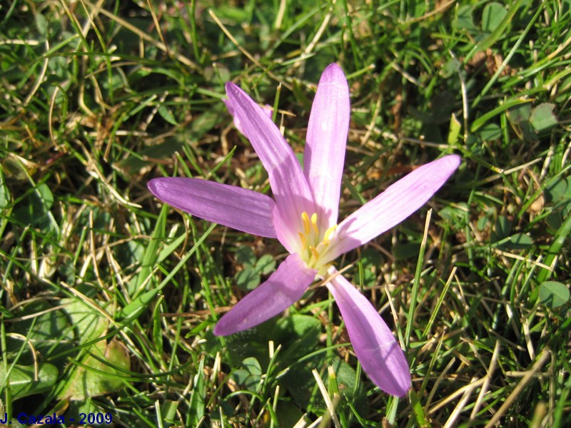 Flore des Pyrénées : 