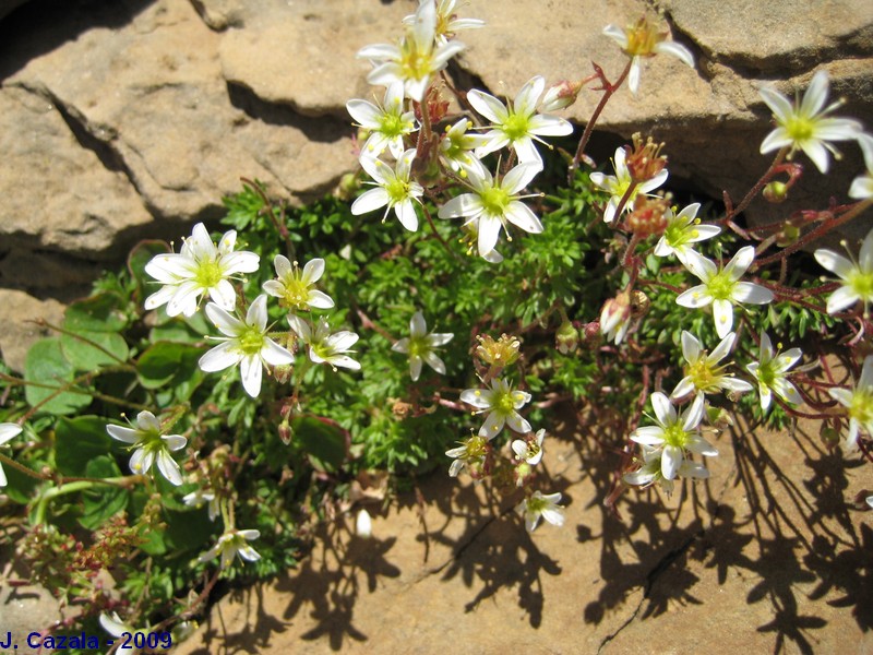 Flore des Pyrénées : 