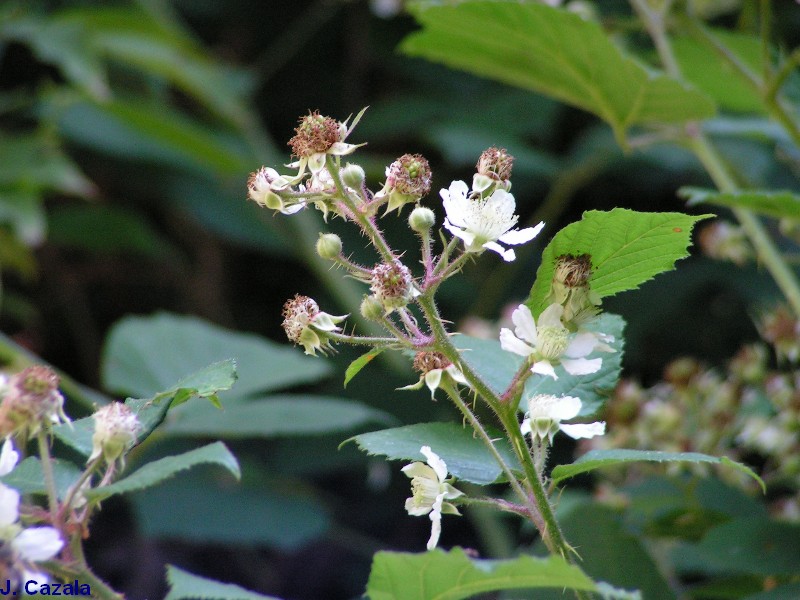 Flore des Pyrénées : 