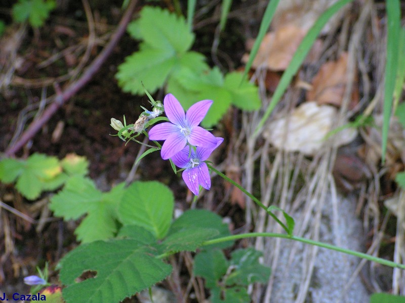 Flore des Pyrénées : 