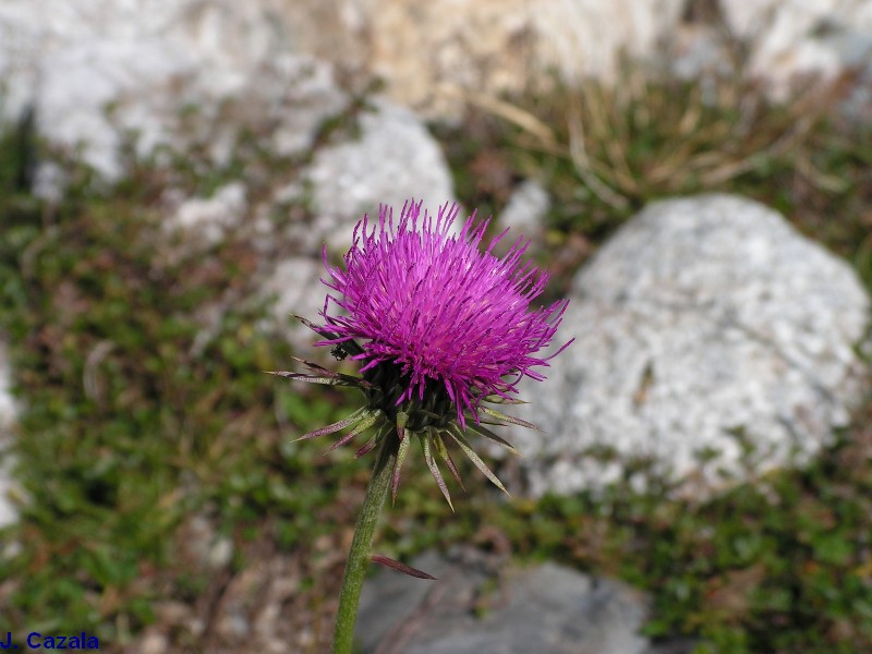 Flore des Pyrénées : 