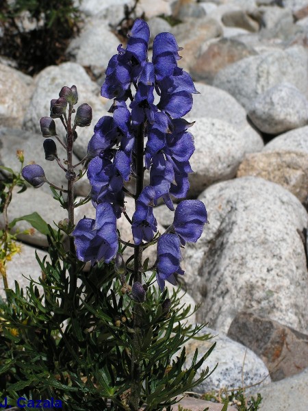 Flore des Pyrénées : Aconit Napel