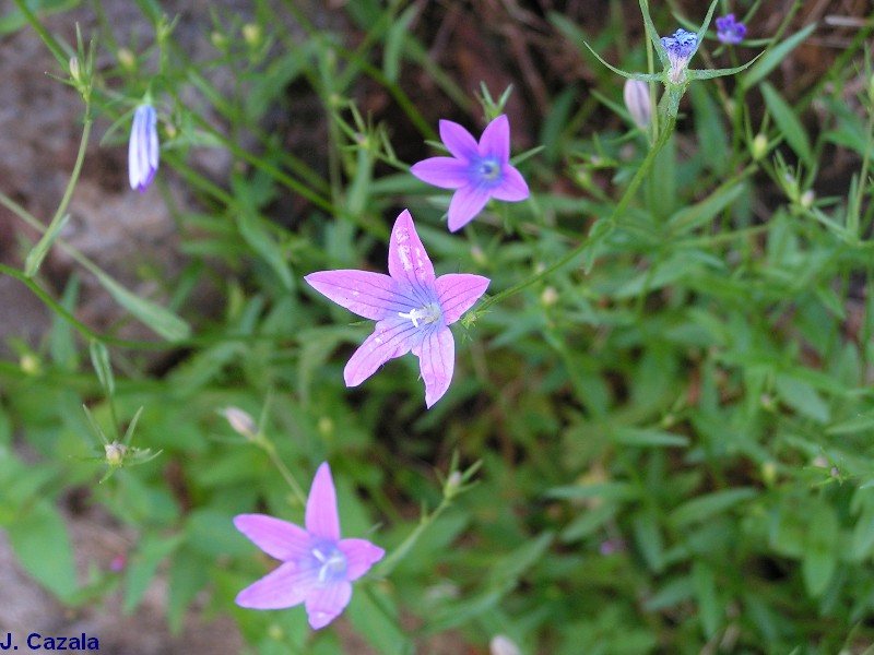 Flore des Pyrénées : 